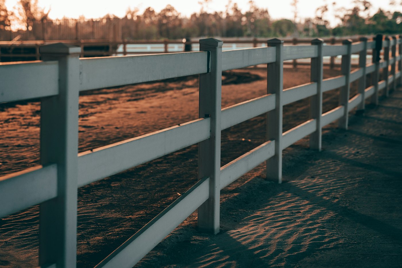 Horses looking out from stable stalls